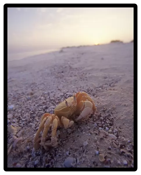 Crab on sand, Siyull Island (Fury Shoal area), Red Sea, Egypt