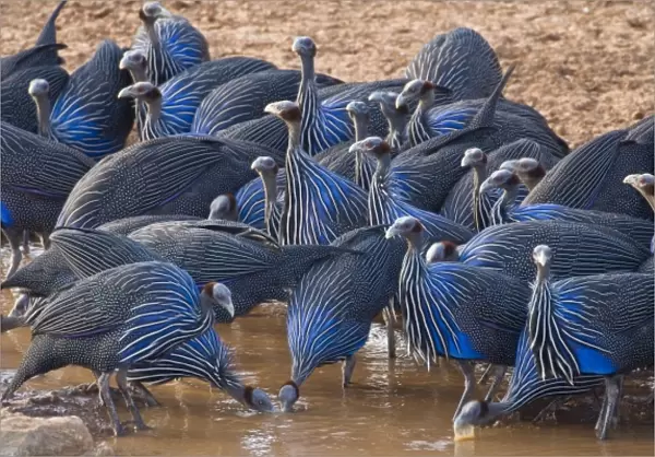 Africa. Kenya. Vulturine Guineafowl drink from the Uaso Nyiro River at Samburu NP