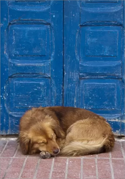 Sleeping dog, Essaouira, Morocco