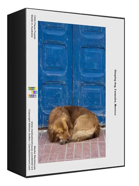 Sleeping dog, Essaouira, Morocco
