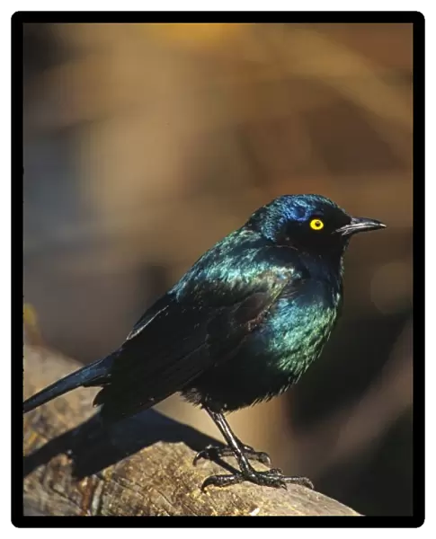 Africa, Namibia. Lesser Blue-eared Glossy Starling (Lamprotornis chloropterus)