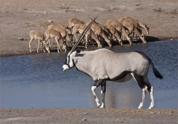 Namibia, Etosha National Park. Oryx and black-faced impala at Chudop waterhole