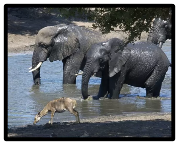 Africa, South Africa, KwaZulu Natal, Westville, nyala and elephant in Tembe Elephant Park