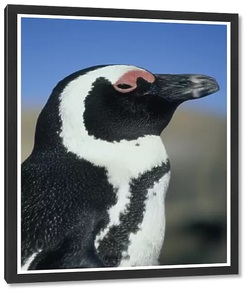 African Penguin, (Spheniscus demersus), wild, Cape Peninsula, South Africa