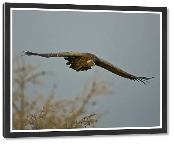 Africa. Tanzania. White-backed Vulture flying in Serengeti NP