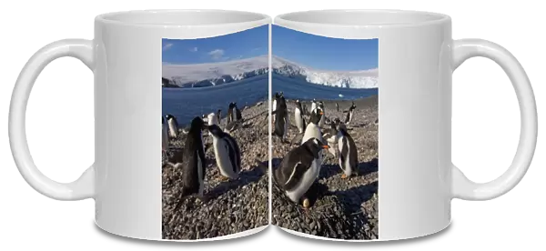 gentoo penguin, Pygoscelis papua, sitting on eggs, South Shetland Islands, Antarctica
