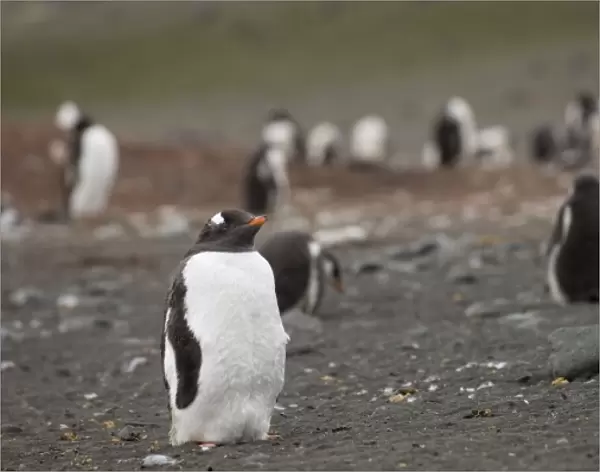 Antarctica, South Shetland Islands, Aitcho Island, Gentoo Penguin