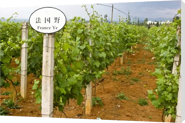 Asia, China, Yunnan Province, Mile County. Vinyard is placarded as a French grape variety