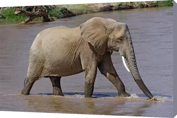 African Elephant crossing river, Loxodonta africana, Samburu Game Reserve, Kenya