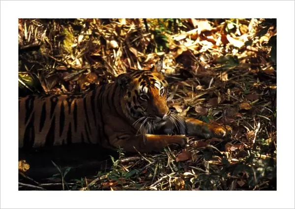 Asia, India, Bandhaugarh National Park. Tiger (Panthera tigris)