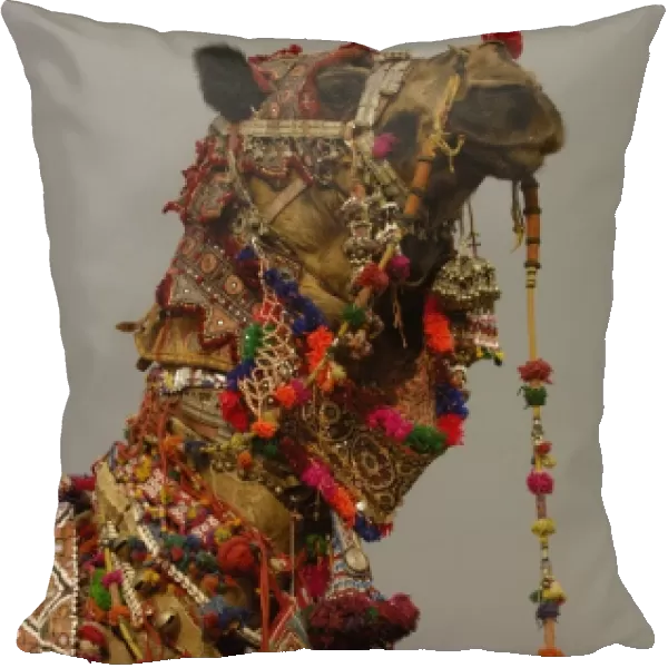 Decorated camel owned by Ashok Shivani Tak who is a keen collector of fine camel trappings