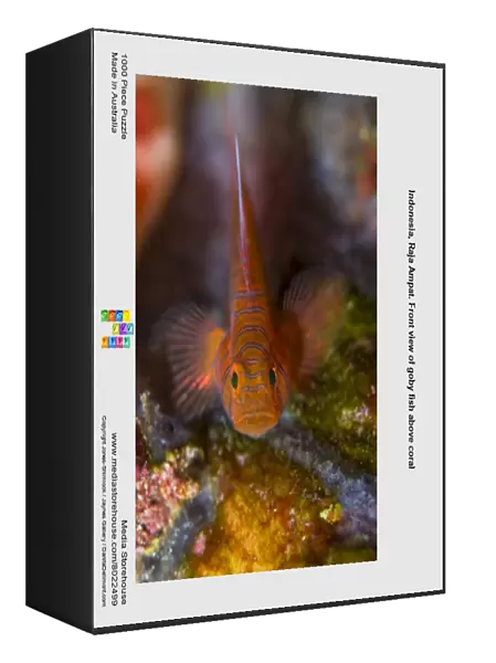 Indonesia, Raja Ampat. Front view of goby fish above coral