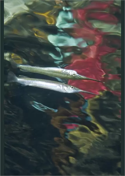 Indonesia, Papua, Raja Ampat. Abstract effect of halfbeak fish and other reflections