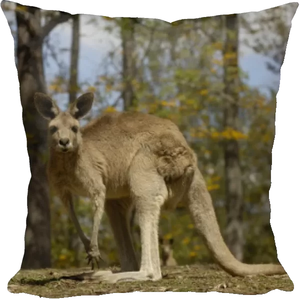 Australia. Most often seen in Australia, Eastern Grey Kangaroo 