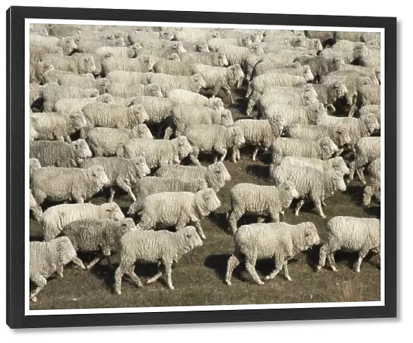 Mustering Sheep near Twizel, Mackenzie Country, South Canterbury, South Island