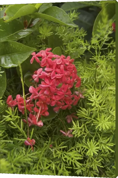 Dominican Republic, Caribbean, Bavaro, Punta Cana, Penta flower