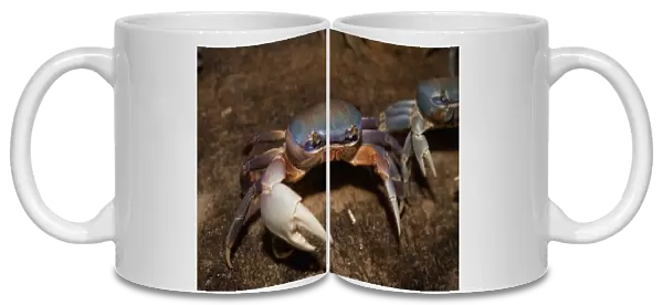 Blue Crab, served in local restaurants, Old San Juan