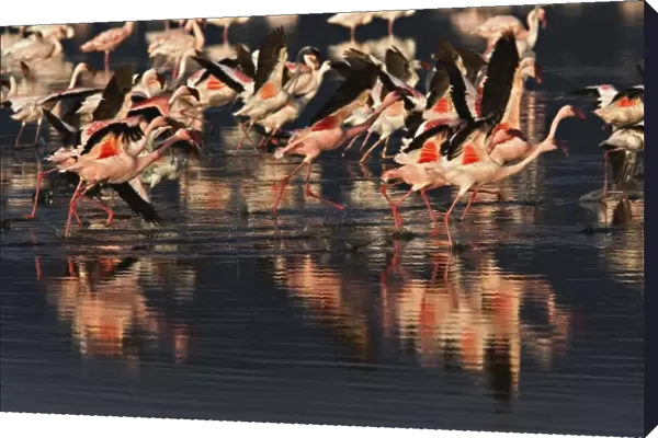 Lesser Flamingos taking to flight, Lake Nakuru National Park, Kenya. Phoenicopterus minor