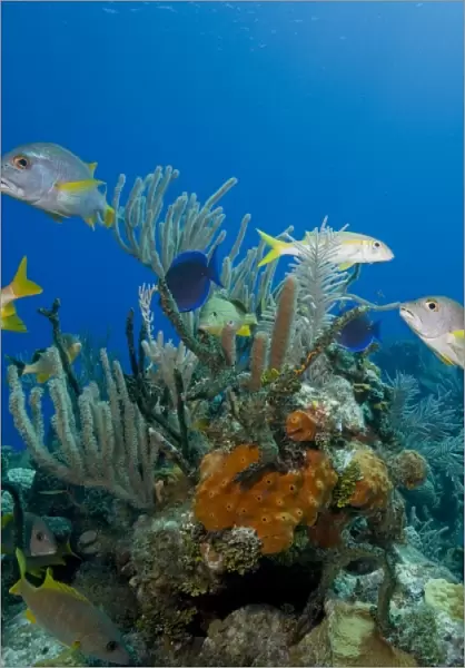 Cayman Islands, Little Cayman Island, Underwater view of Tropical fish swimming near