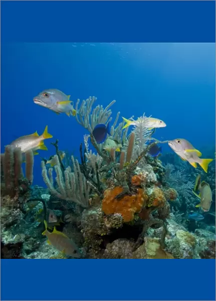 Cayman Islands, Little Cayman Island, Underwater view of Tropical fish swimming near