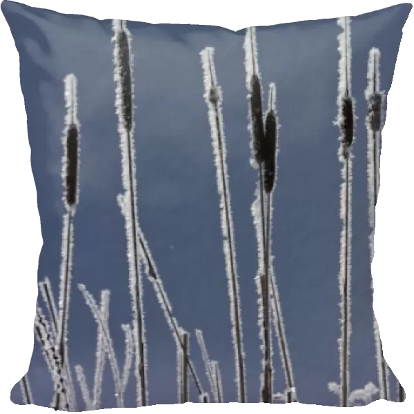 Canada, British Columbia. Bulrushes coated with hoar frost with snow in background