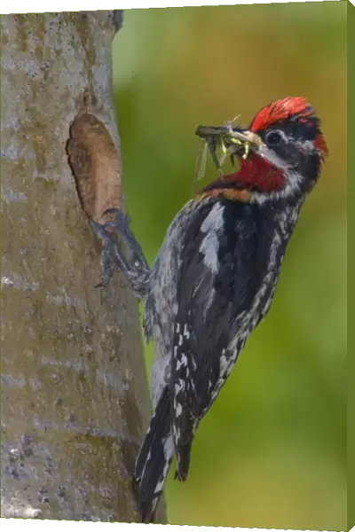 Canada, British Columbia, Red-naped Sapsucker, male, food, nest