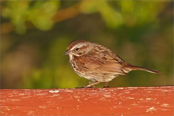 Canada, British Columbia, Song Sparrow (Melospiza melodia) on bridge raining, on cattail