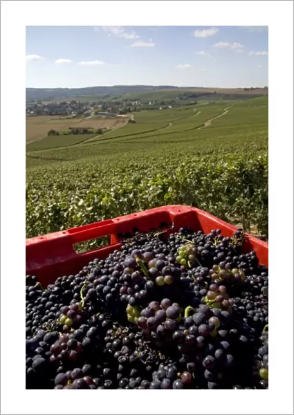 Harvested grapes from a vineyard in the Champagne province of northeast France