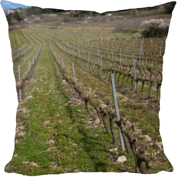 Vineyards below the mountains. Vines winter pruned in Cordon Royat Choteau Barbanau