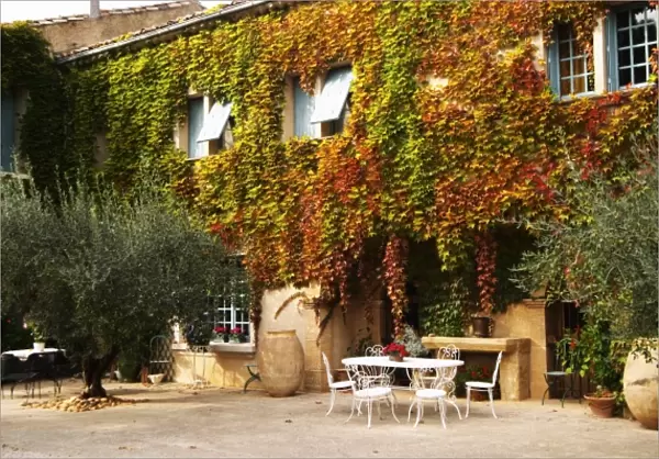 The main building covered with vine with olive trees, garden furniture. Chateau de Beaucastel