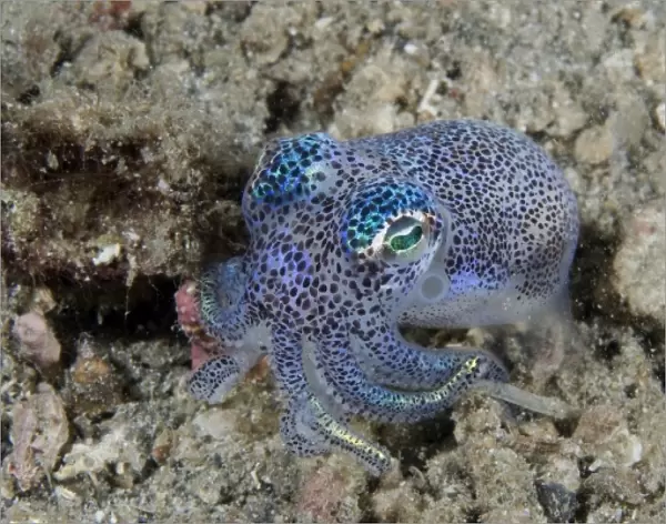Indian Ocean, Indonesia, Sulawesi Island, Lembeh Straits. Bobtail squid buries itself on sea floor