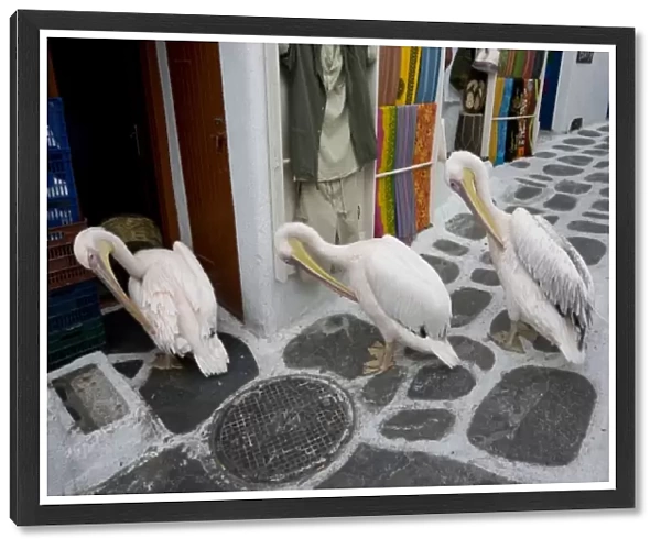 Greece, Mykonos, Hora. Three pelicans grooming in unison in alleyway