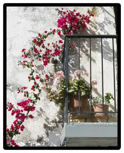 GREECE, CRETE, Hania Province, Vamos: Spring Flowers Detail