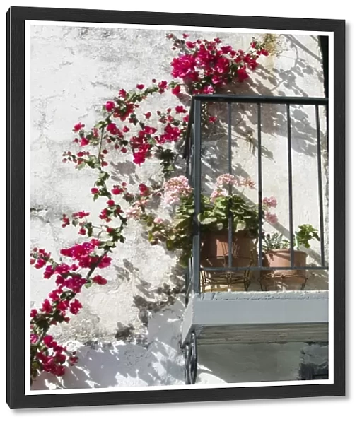 GREECE, CRETE, Hania Province, Vamos: Spring Flowers Detail