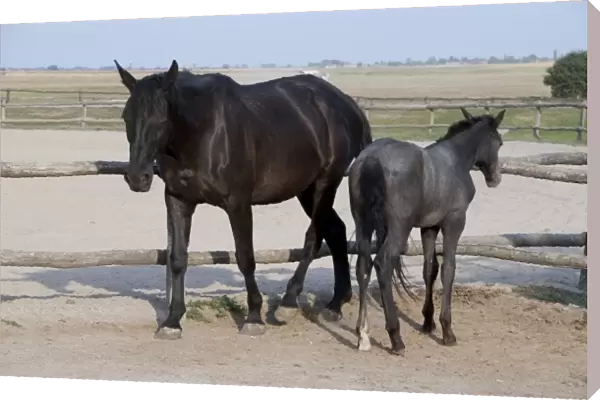 Hungary, Kalocsa, Puszta region. Traditional Hungarian horse ranch. Black mare with gray colt