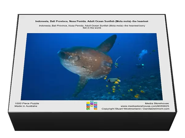 Indonesia, Bali Province, Nusa Penida. Adult Ocean Sunfish (Mola mola)--the heaviest