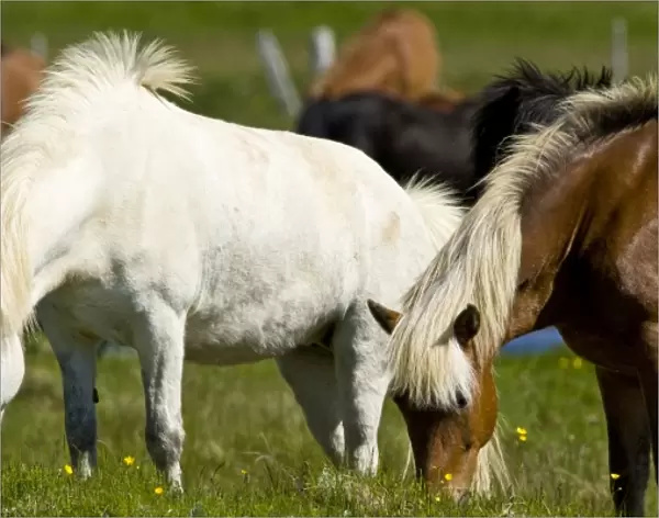 Icelandic Horses in western Iceland