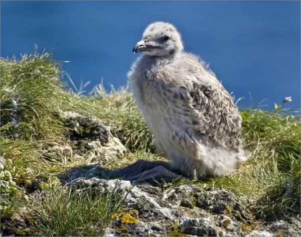 A Great Black-backed Gull chick. Snaefellsness peninsula in western Iceland