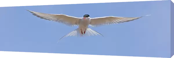 Arctic Tern in flight in Iceland