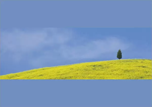 Italy, Tuscany. Lone cypress tree grows on a hill covered by blooming canola