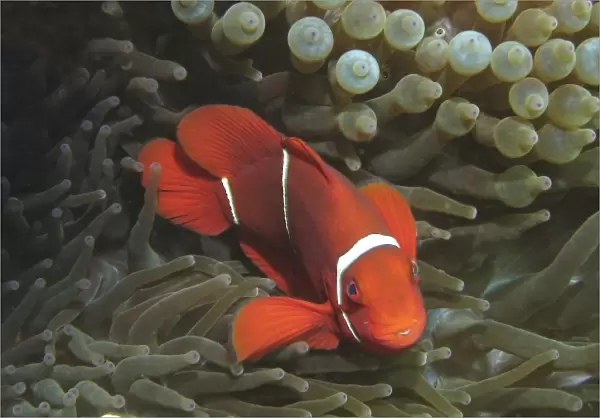 Spine-cheek Anemonefish (Premnas biaculeatus) in Anemone, Agincourt Reef, Great Barrier Reef