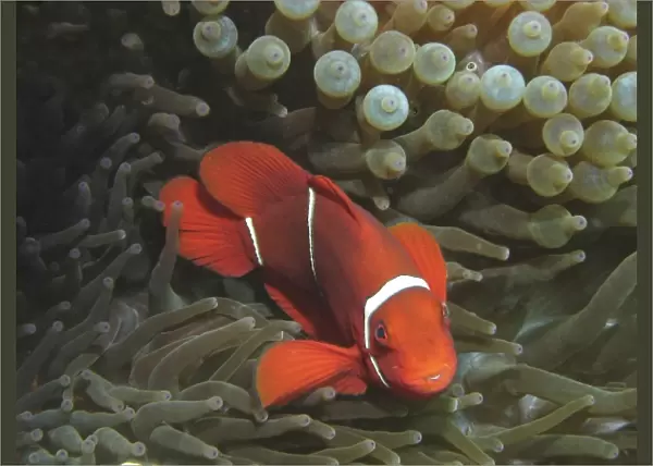 Spine-cheek Anemonefish (Premnas biaculeatus) in Anemone, Agincourt Reef, Great Barrier Reef