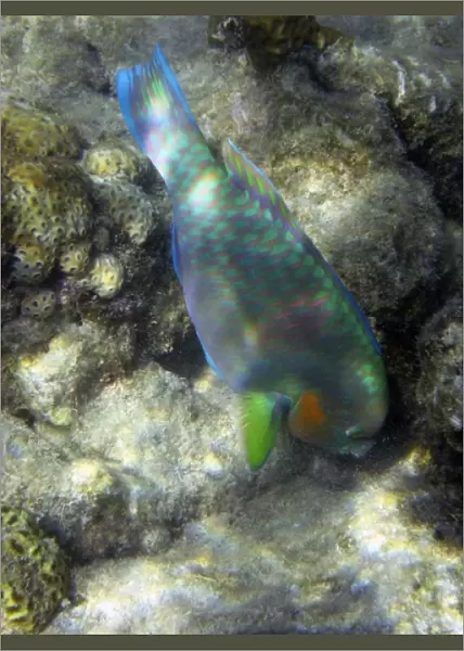 Australia. Surf Parrotfish ( Scarus rivulatus )