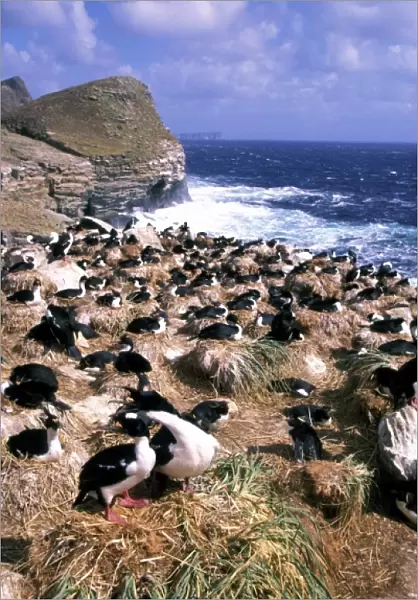 South America, Faulkland Islands. Imperial Cormorants (Phalacrocorax atriceps)