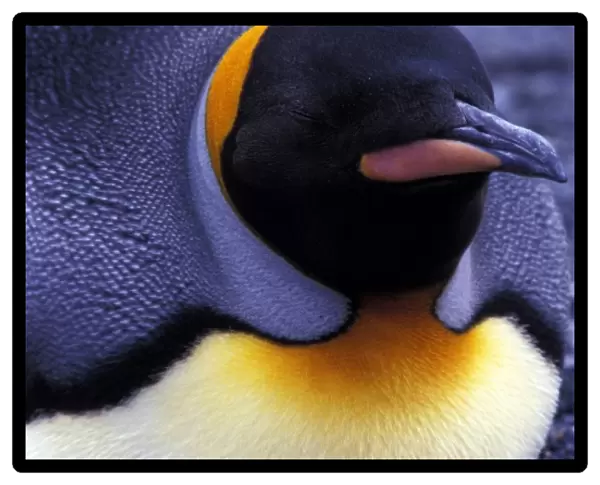 South America, South Georgia Island. King Penguin (Aptenodytes patagonicus)
