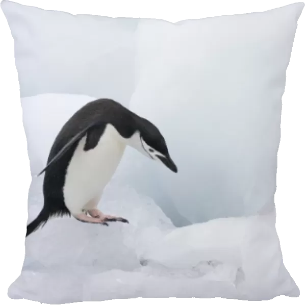 Chinstrap Penguin (Pygoscelis antarcticus) jumping on ice, South Orkney Islands