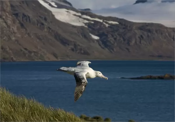 Antarctica, South Georgia Island (UK), Wandering Albatross (Diomedea exulans) spreading