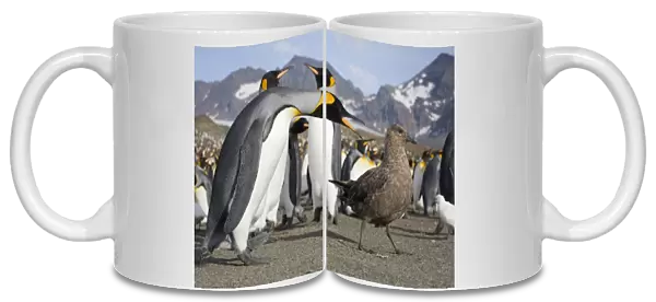 Antarctica, South Georgia Island (UK), Brown Skua (Catharacta lonnbergi) approaches King Penguins