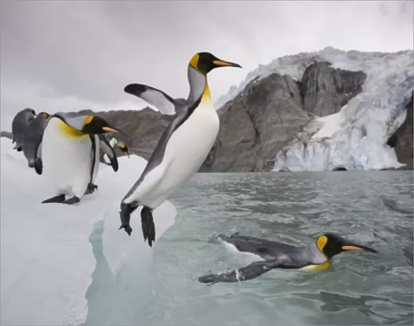 Antarctica, South Georgia Island (UK), King Penguin (Aptenodytes patagonicus) leaps
