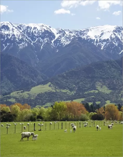 Spring Lambs, Farmland and Seaward Kaikoura Ranges, Marlborough, South Island, New